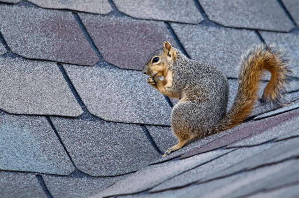 squirrel-roof