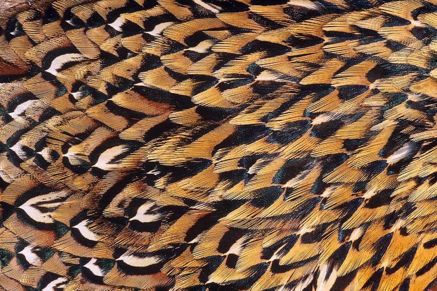 pheasant feather detail